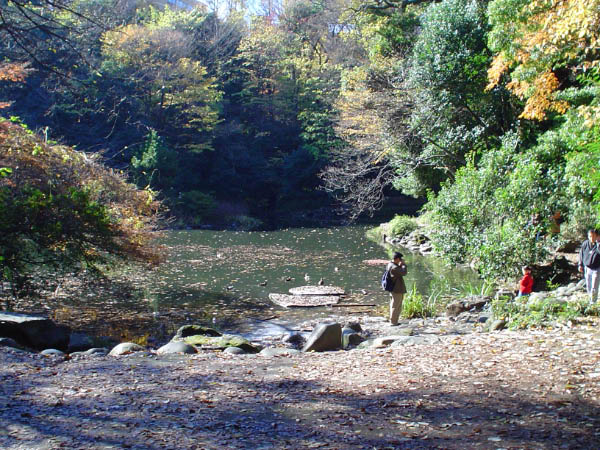 U of T Pond