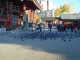 Pigeon Rape