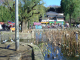 Shinobasu Pond2